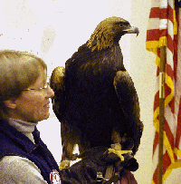 Golden Eagle during a live eagle demonstration